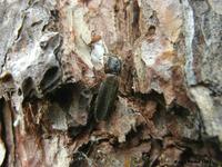 Nothorhina punctata