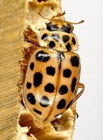 Anisosticta novemdecimpunctata