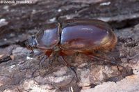 Oryctes nasicornis - European Rhinoceros Beetle