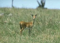 ORIBI - Ourebia ourebi