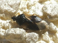 Orius minutus