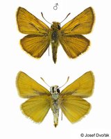Thymelicus acteon - Lulworth Skipper