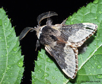 Poecilocampa populi - December Moth