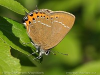 Satyrium pruni - Black Hairstreak