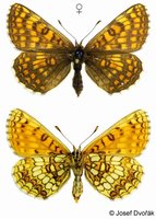 Melitaea aurelia - Nickerl's Fritillary