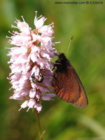 Erebia epiphron silesiana