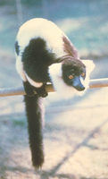 Black-and-white ruffed lemur (Varecia variegata)