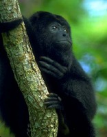 photograph of black howler monkey in a tree