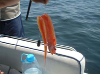 ...hk shirit, Cinta, Veta, Kurdela, Macinac crveni, Red band-fish, Red band-fish, Cépole commune, R