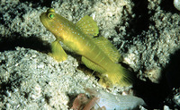 Cryptocentrus cinctus, Yellow prawn-goby: aquarium