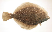 Kareius bicoloratus, Stone flounder: fisheries