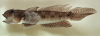 Oxyurichthys ophthalmonema, Eyebrow goby: