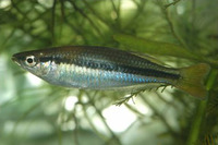 Melanotaenia nigrans, Black-banded rainbowfish: aquarium