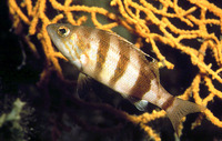 Serranus hepatus, Brown comber: fisheries, aquarium