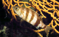 Serranus hepatus, Brown comber: fisheries, aquarium
