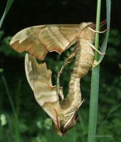 Mimas tiliae - Lime Hawk-moth