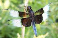 Libellula luctuosa - Widow Skimmer