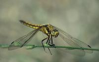 Orthetrum cancellatum - Black-tailed Skimmer