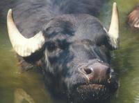 Image of: Bubalus bubalis (water buffalo)