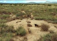 Image of: Dipodomys spectabilis (banner-tailed kangaroo rat)