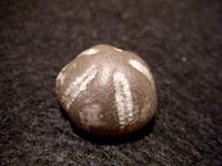 Echinidae