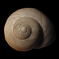 Natica helicina