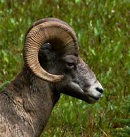 Image of: Ovis canadensis (bighorn sheep)