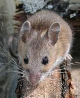 Image of: Peromyscus leucopus (white-footed mouse)