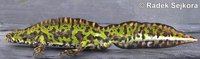 Triturus marmoratus - Marbled Newt