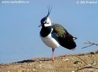 Vanellus vanellus - Lapwing