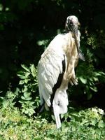 Mycteria americana - Wood Stork