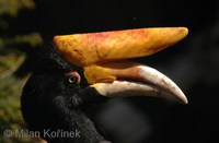 Buceros rhinoceros - Rhinoceros Hornbill