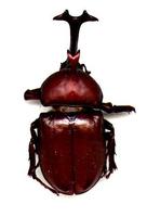 Image of: Allomyrina dichotomus