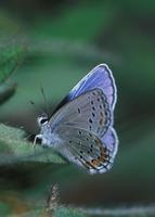 Image of: Lycaena melissa