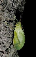 Image of: Pterophylla camellifolia (common true katydid)