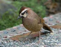 Image of: Garrulax sannio (white-browed laughingthrush)