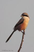 Image of: Lanius schach (long-tailed shrike)