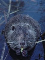 Myocastor coypus - Nutria