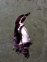 Image of: Spheniscus humboldti (Humboldt penguin)