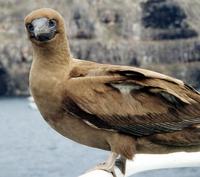 Image of: Sula leucogaster (brown booby)