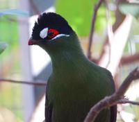 Image of: Tauraco hartlaubi (Hartlaub's turaco)