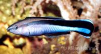 Labroides dimidiatus - Blue-streak Cleaner Wrasse