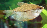 Trichogaster leerii - Diamond Gourami