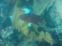 Variola louti - Lyre-tail cod