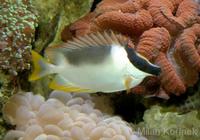 Siganus magnificus - Magnificent Rabbitfish