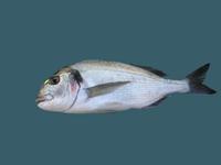 Sparus aurata - Gilt-head sea bream