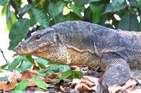 Image of: Varanus salvator (water monitor)