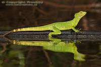 Basiliscus plumifrons - Green Basilisk