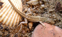 Ophisops elegans - Snake-eyed Lacertid