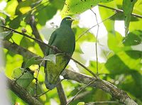 White-bibbed Fruit Dove - Ptilinopus rivoli
